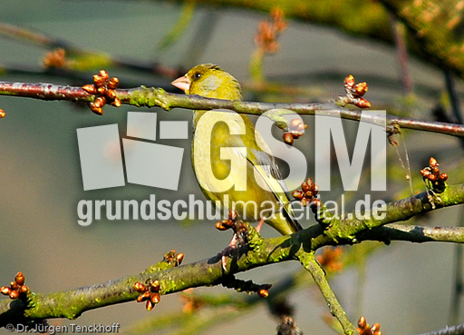 Grünfink (1 von 6).jpg